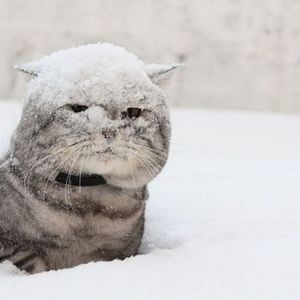 Meet your Posher, Holly